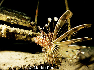 Lionfish Pterois miles by Marko Perisic 